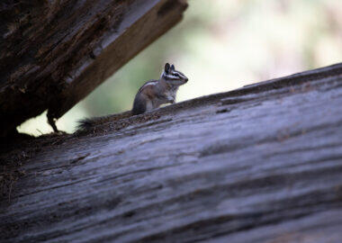 around-usa-blueberrytravel-paesaggio (15)