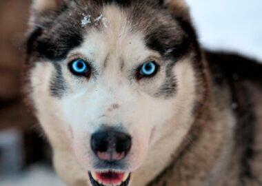 finlandia-lapponia-northern-lights-village-husky-11-blueberrytravel