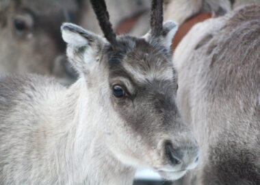 finlandia-lapponia-northern-lights-village-renne-11-blueberrytravel