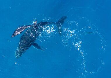 humpback-whales-kaikoura-blueberry