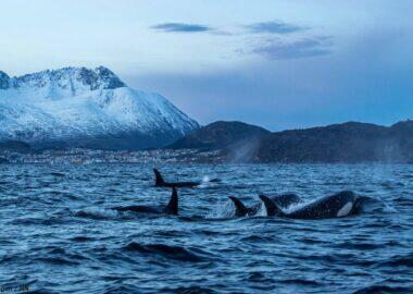 norvegia-ms-quest-orche-blueberrytravel-03