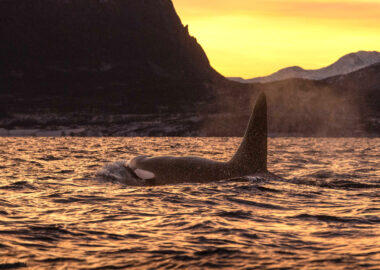 norvegia-ms-quest-orche-blueberrytravel-04