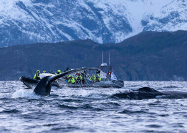 norvegia-ms-quest-whale-watching-blueberrytravel-01