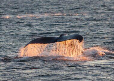 norvegia-ms-quest-whale-watching-blueberrytravel-03
