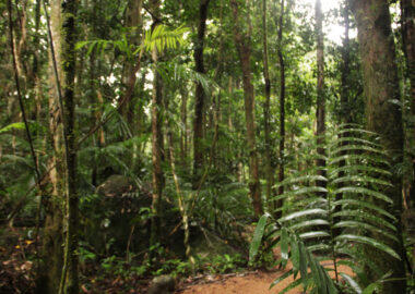 Australia Barriera Corallina Blueberry