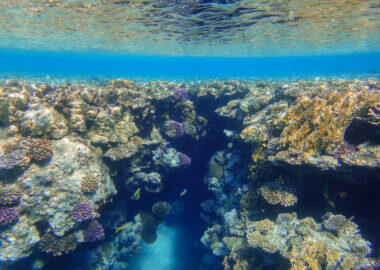 canyon between the colorful coral reef in blue sea water in egypt