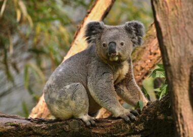 Australia-koala-albero-blueberry