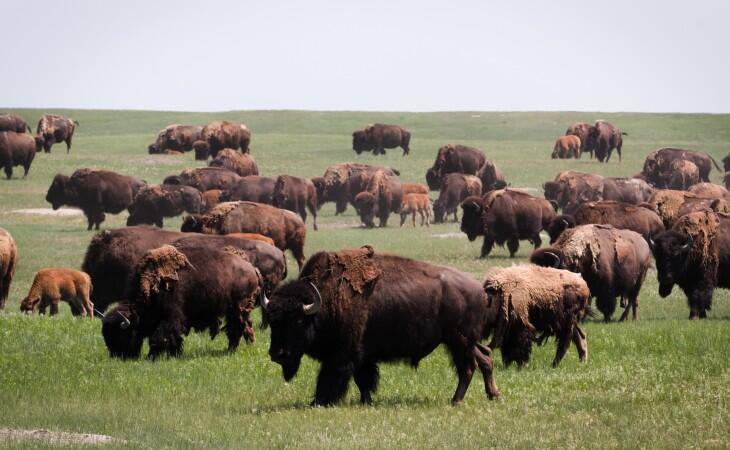 South Dakota 7 motivi per visitarlo