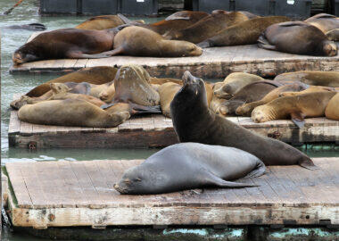 Stati-uniti-san-francisco-pier-blueberrytravel