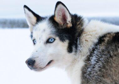 finlandia_husky_safari_lapponia_blueberry-travel