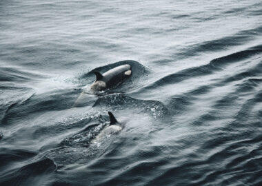 antartide-orche-03-antarctica21-blueberrytravel