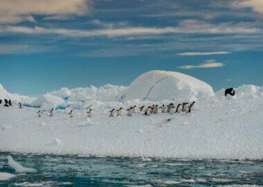 antartide-pinguini-01-antarctica21-blueberrytravel