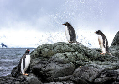 antartide-pinguini-02-antarctica21-blueberrytravel