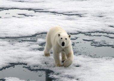 svalbard-orso-polare-03-quark-blueberrytravel