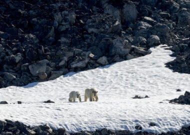 blueberry-travel-crociera-svalbard-orsi-polari-01-secret-atlas