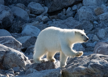 blueberry-travel-crociera-svalbard-orso-polare-01-secret-atlas