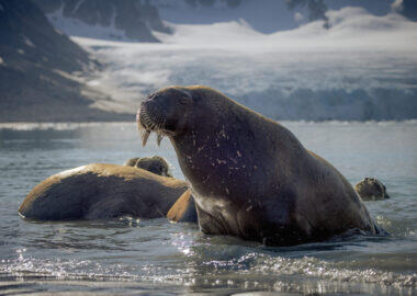 blueberry-travel-tricheco-01-secret-atlas