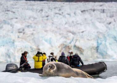 crociera-svalbard-foca-04-secret-atlas-blueberrytravel