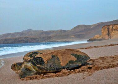 Ras Al Jinz Turtllejpg