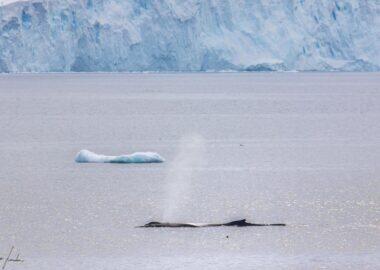 blueberry-travel-antartide-balena-01-luca-landoni_box