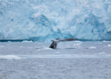 blueberry-travel-antartide-balene-01-luca-landoni_box