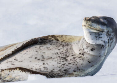 blueberry-travel-antartide-foca-leopardo-luca-landoni_box