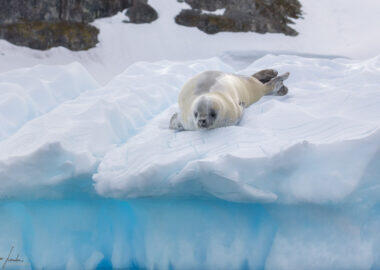 blueberry-travel-antartide-foca1-luca-landoni
