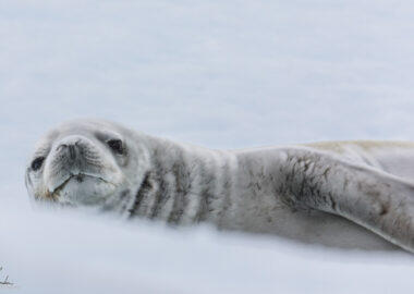 blueberry-travel-antartide-foca2-luca-landoni