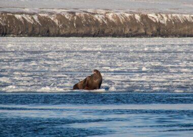 svalbard-tricheco-elisa-luca-landoni