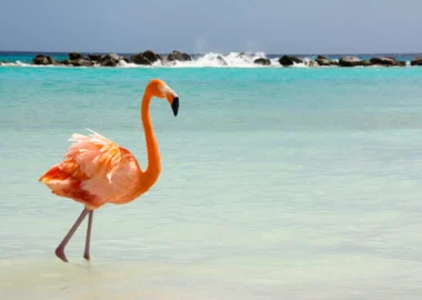 Aruba-flamingo-oceano-blueberry