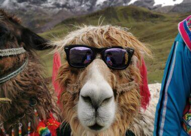 perù-lama-blueberry