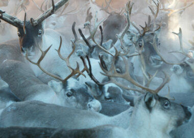 AMMARNƒS 20031110  - Renar under renskiljningen i Rans Samebys h‰gn i V‰sterbotten 

Foto: Patrick Tr‰gÂrdh Kod: 75859

COPYRIGHT PRESSENS BILD