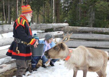 Treehotel_Sami_reuideer