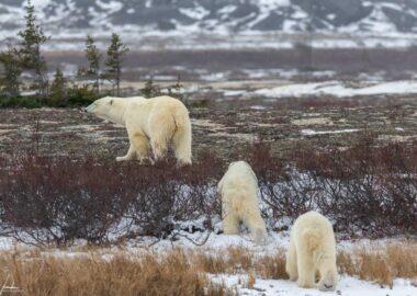 Churchill-Mamma-cuccioli