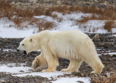 Churchill-Orso-Polare-2