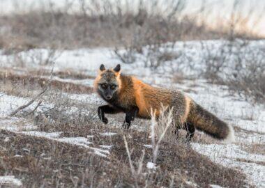 Viaggio-a-Churchill-Cross-Fox