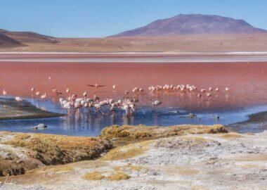 Bolivia-Laguna-Colorada-1