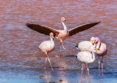 Bolivia-Laguna-Colorada-6