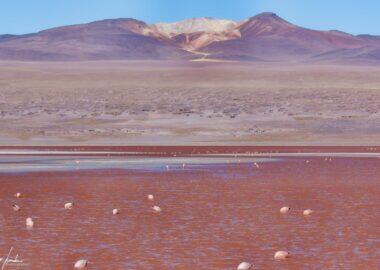 Bolivia-Laguna-Colorada-8