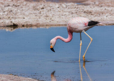 Deserto-di-Atacama-Laguna-Chaxa-2