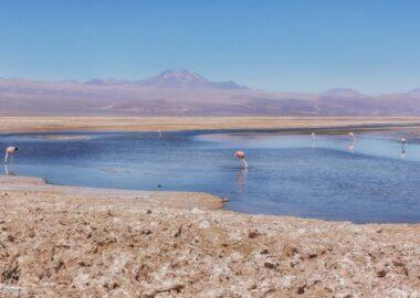Deserto-di-Atacama-Laguna-Chaxa-9