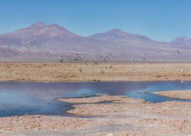 Deserto-di-Atacama-fenicotteri