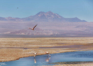 San-Pedro-de-Atacama-Laguna-Chaxa