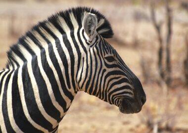 namibia-blueberry-travel (13)