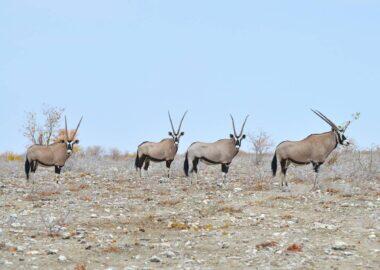namibia-blueberry-travel (14)