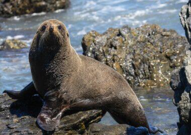 nuova-zelanda-1 (24)