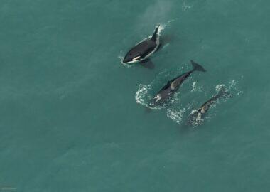 nuova-zelanda-1 (25)