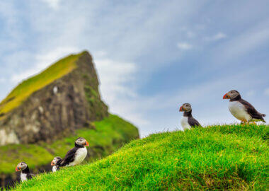Puffins of the Faroe Islands, Mykines, Denmark, Europe. High quality photo
