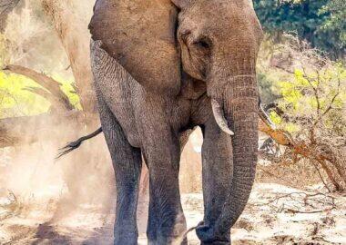 Namibia-florisnu-elefante-01