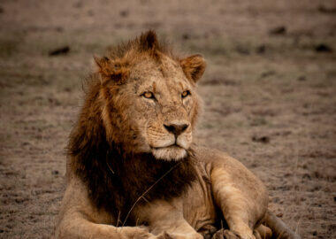 Namibia-florisnu-leone-01